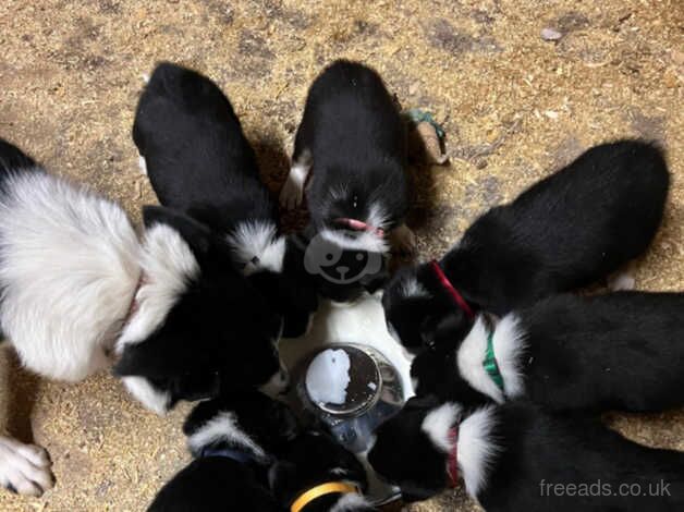 Border Collie Pups for sale in Perth, Perth and Kinross