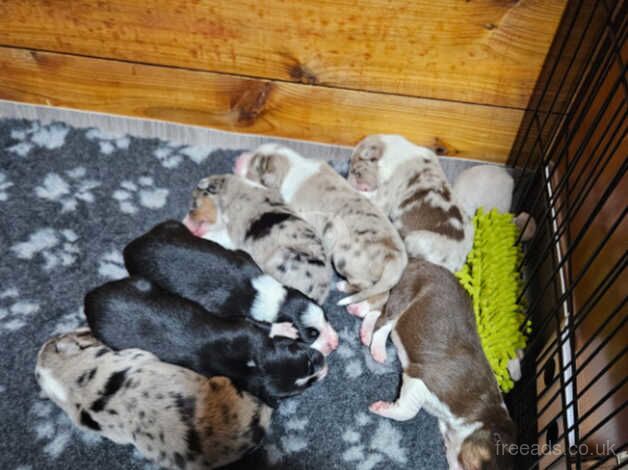 Border Collie pups for sale in Pwllheli, Gwynedd