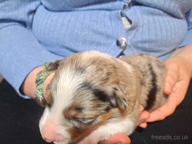 Border Collie pups for sale in Pwllheli, Gwynedd - Image 2