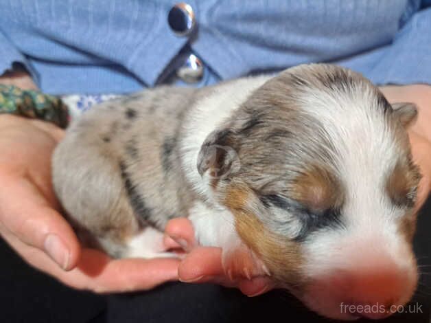 Border Collie pups for sale in Pwllheli, Gwynedd - Image 3