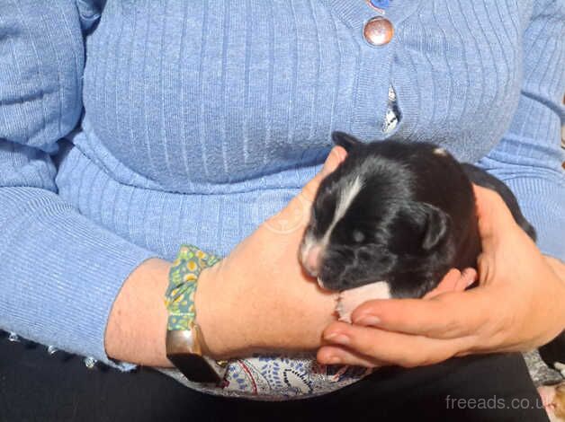 Border Collie pups for sale in Pwllheli, Gwynedd - Image 5