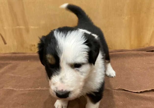 Border collie pups for sale in Sheffield, South Yorkshire