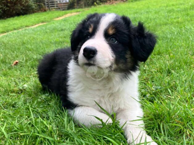 Border collie pups for sale in Swansea/Abertawe, Swansea