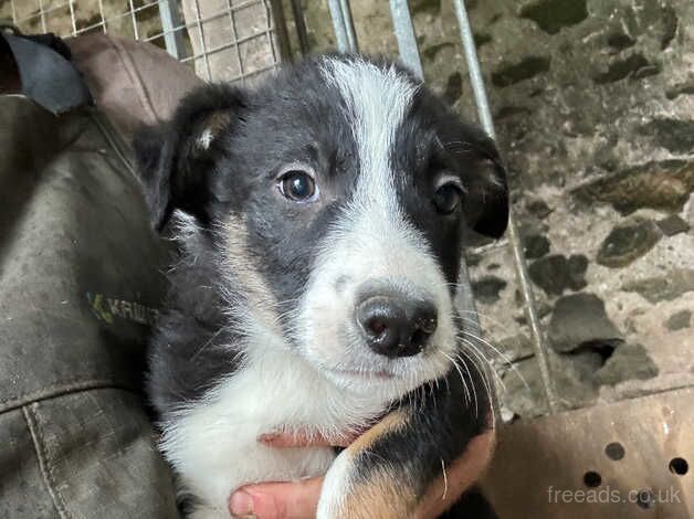 Border collie pups for sale in Tywyn, Gwynedd