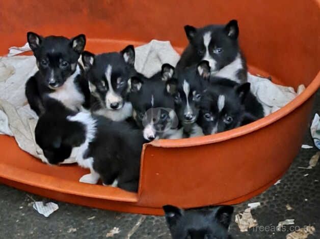 Border Collie pups ready 30 October for sale in Dronfield, Derbyshire