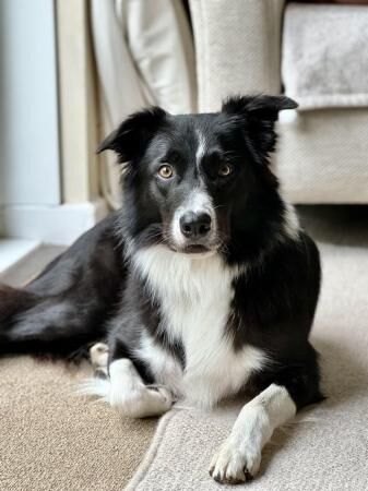 Border collie pups ready from 9 weeks for sale in Kinloss, Moray - Image 1