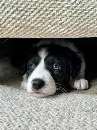 Border collie pups ready from 9 weeks for sale in Kinloss, Moray - Image 2