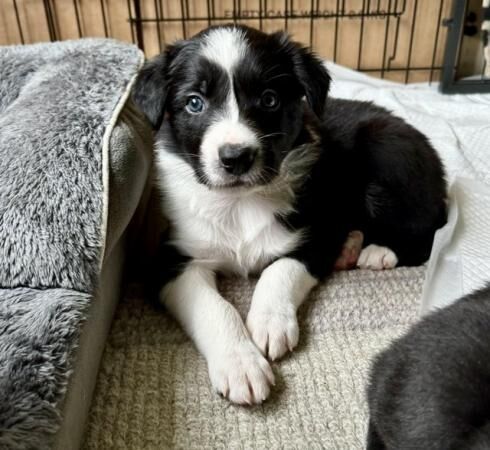 Border collie pups ready from 9 weeks for sale in Kinloss, Moray - Image 3