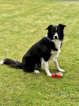 Border collie pups ready from 9 weeks for sale in Kinloss, Moray - Image 4