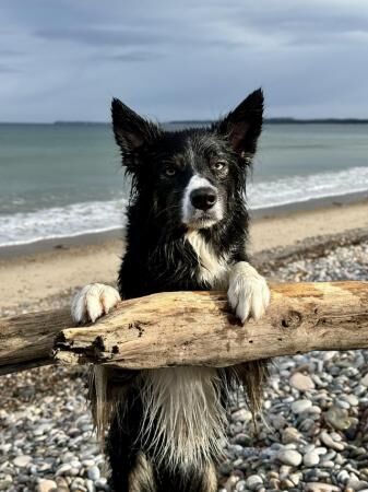 Border collie pups ready from 9 weeks for sale in Kinloss, Moray - Image 5