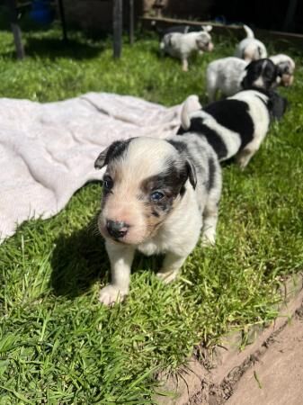 Border collie pups, ready from the 7th June for sale in Brecon/Aberhonddu, Powys - Image 1