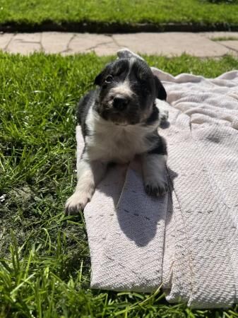Border collie pups, ready from the 7th June for sale in Brecon/Aberhonddu, Powys - Image 2