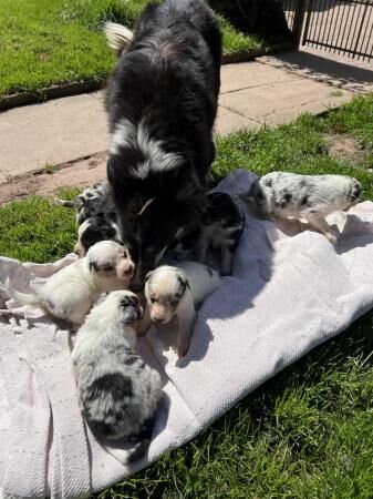 Border collie pups, ready from the 7th June for sale in Brecon/Aberhonddu, Powys - Image 5