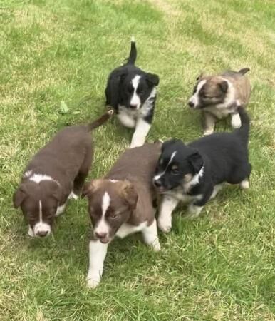 Border collie Red / black white pups for sale in Knighton/Tref-y-Clawdd, Powys - Image 1