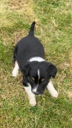 Border collie Red / black white pups for sale in Knighton/Tref-y-Clawdd, Powys - Image 2