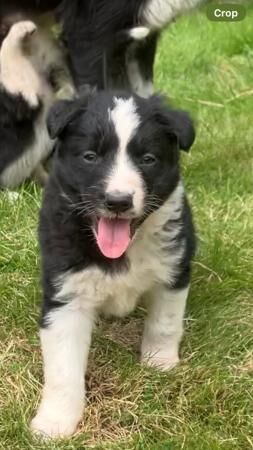 Border collie Red / black white pups for sale in Knighton/Tref-y-Clawdd, Powys - Image 3