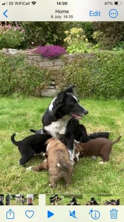 Border collie Red / black white pups for sale in Knighton/Tref-y-Clawdd, Powys - Image 4