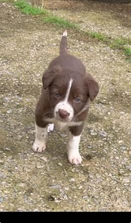 Border collie Red / black white pups for sale in Knighton/Tref-y-Clawdd, Powys - Image 5