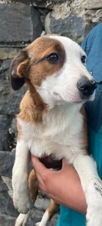 Border collie red puppies READY NOW for sale in Ystrad Aeron, Ceredigion