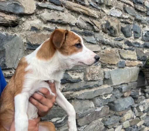 Border collie red puppies READY NOW for sale in Ystrad Aeron, Ceredigion - Image 2