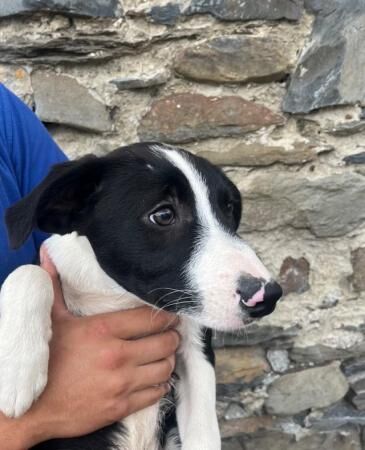 Border collie red puppies READY NOW for sale in Ystrad Aeron, Ceredigion - Image 3