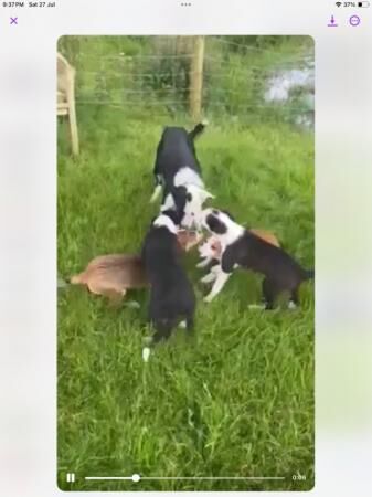 Border collie red puppies READY NOW for sale in Ystrad Aeron, Ceredigion - Image 4