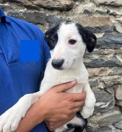 Border collie red puppies READY NOW for sale in Ystrad Aeron, Ceredigion - Image 5