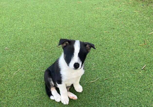 Border collie tri coloured boy for sale in Okehampton, Devon