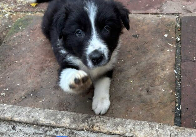 Border Collie - Working Line puppies for sale in Baldock, Hertfordshire