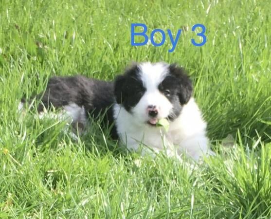 Border Collie x Bearded Collie 1st vac vet check for sale in Manchester, Greater Manchester - Image 1