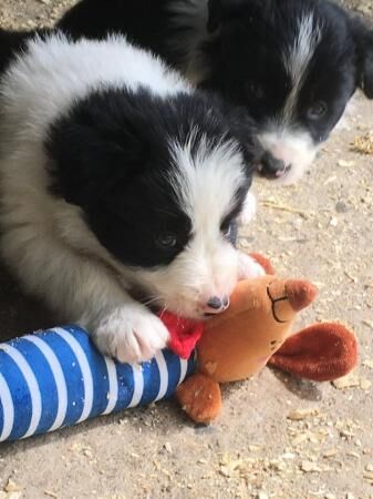 Border Collie x Bearded Collie 1st vac vet check for sale in Manchester, Greater Manchester - Image 2