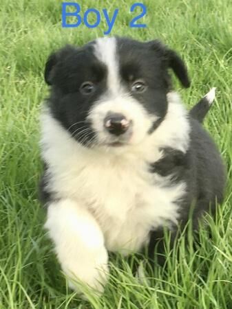 Border Collie x Bearded Collie 1st vac vet check for sale in Manchester, Greater Manchester - Image 3