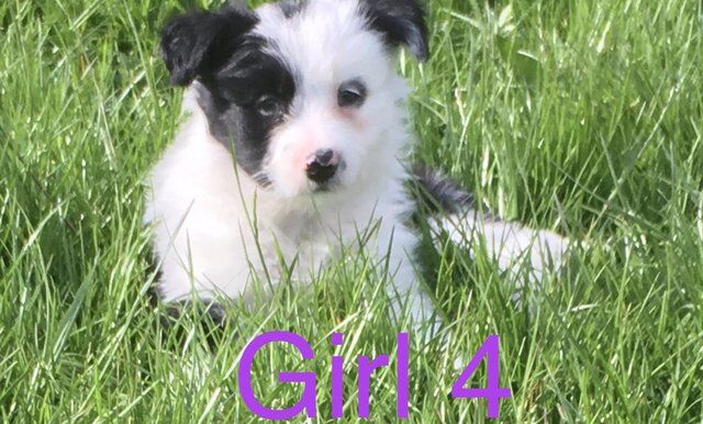 Border Collie x Bearded Collie 1st vac vet check for sale in Manchester, Greater Manchester - Image 4