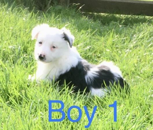 Border Collie x Bearded Collie 1st vac vet check for sale in Manchester, Greater Manchester - Image 5