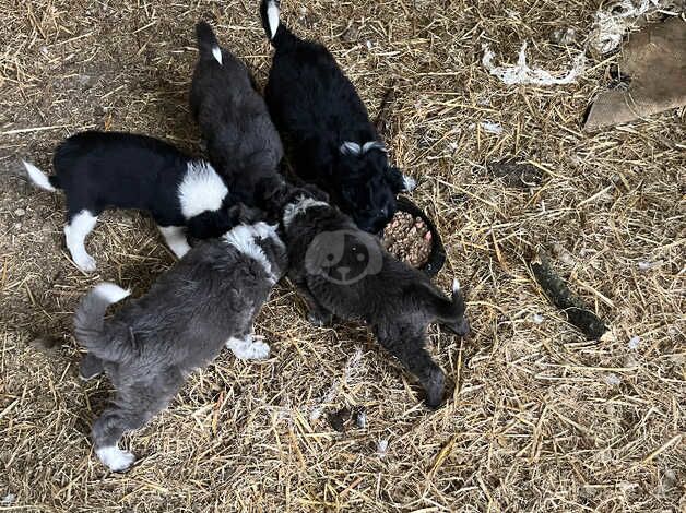 Border collie x bearded collie for sale in Newtown, Argyll and Bute - Image 2