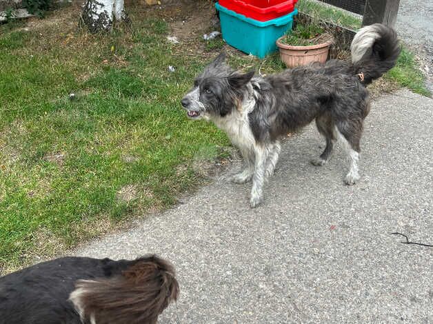 Border collie x bearded collie for sale in Newtown, Argyll and Bute - Image 4