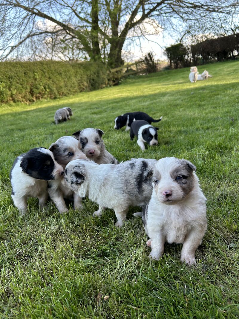 Border Collie x Blue Merle for sale in Welshpool/Y Trallwng, Powys - Image 9