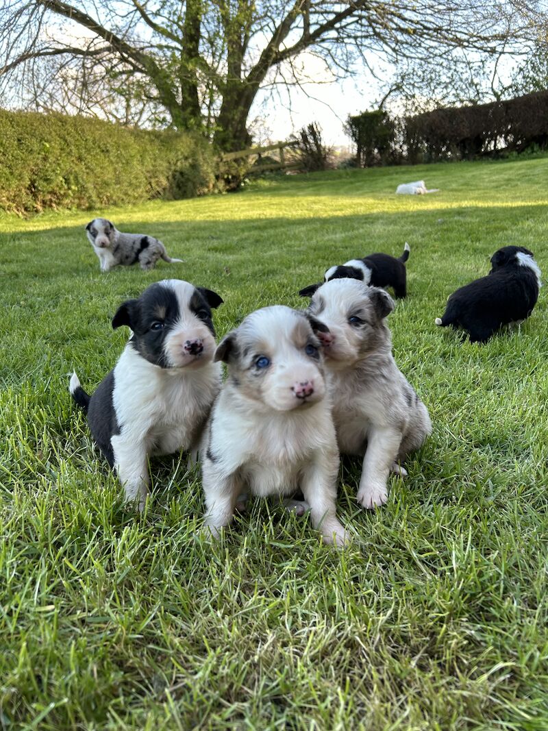 Border Collie x Blue Merle for sale in Welshpool/Y Trallwng, Powys - Image 11