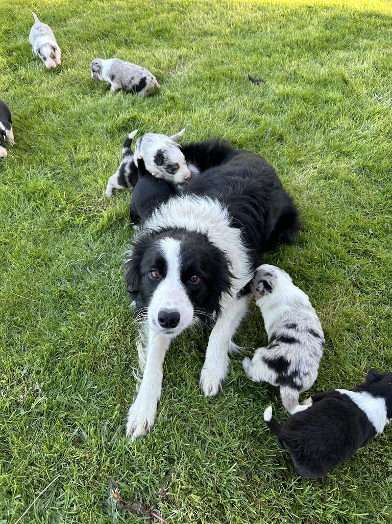 Border Collie x Blue Merle for sale in Welshpool/Y Trallwng, Powys - Image 8