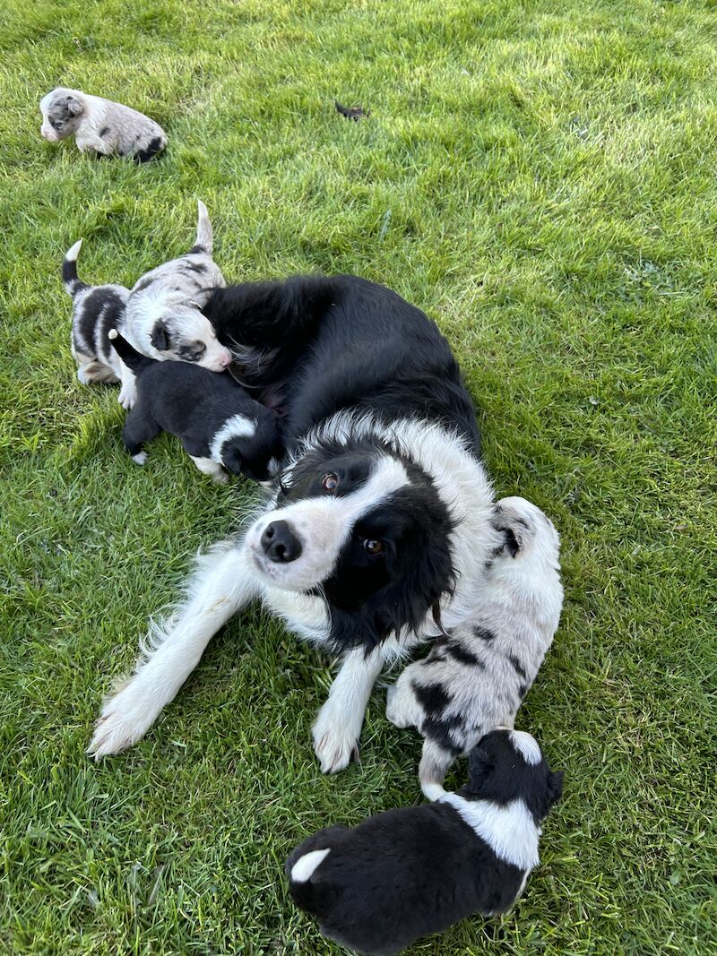 Border Collie x Blue Merle for sale in Welshpool/Y Trallwng, Powys - Image 10