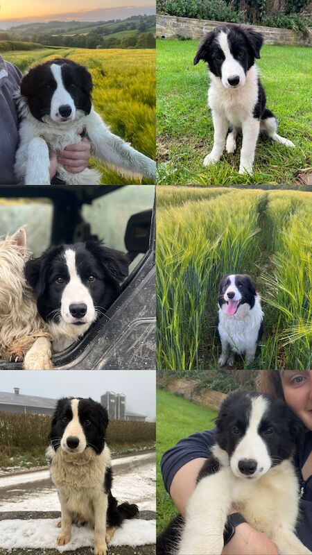 Border Collie x Blue Merle for sale in Welshpool/Y Trallwng, Powys - Image 12