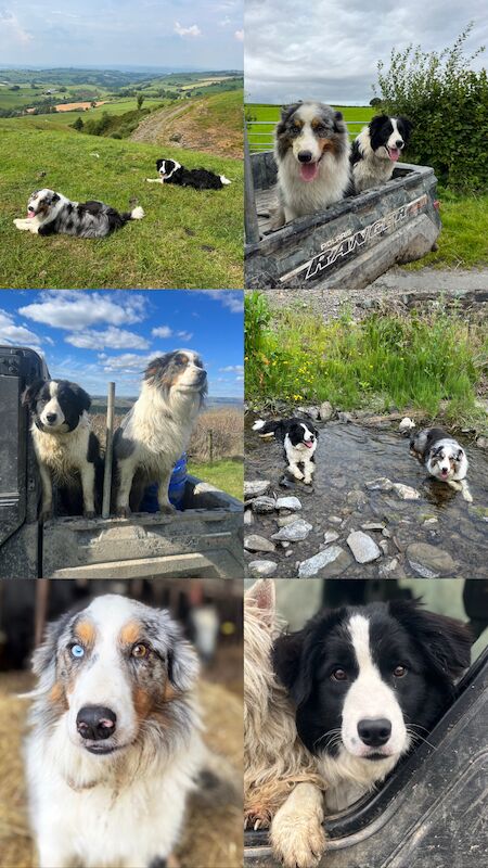 Border Collie x Blue Merle for sale in Welshpool/Y Trallwng, Powys - Image 14