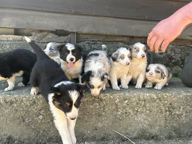 Border Collie x Blue Merle for sale in Welshpool/Y Trallwng, Powys - Image 7