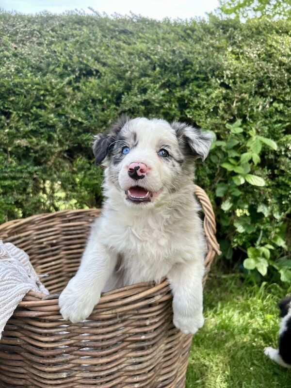 Border Collie x Blue Merle for sale in Welshpool/Y Trallwng, Powys