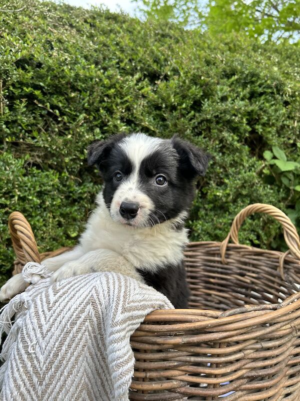 Border Collie x Blue Merle for sale in Welshpool/Y Trallwng, Powys - Image 2