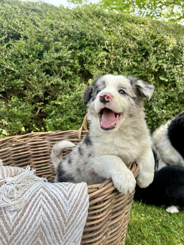 Border Collie x Blue Merle for sale in Welshpool/Y Trallwng, Powys - Image 3