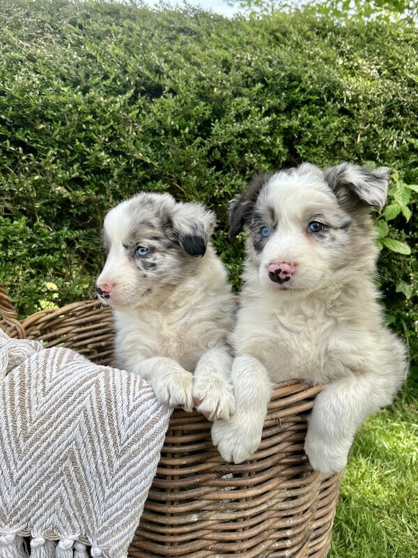 Border Collie x Blue Merle for sale in Welshpool/Y Trallwng, Powys - Image 4