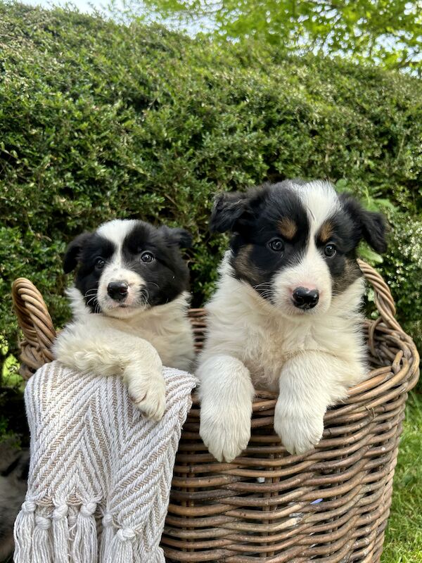 Border Collie x Blue Merle for sale in Welshpool/Y Trallwng, Powys - Image 5