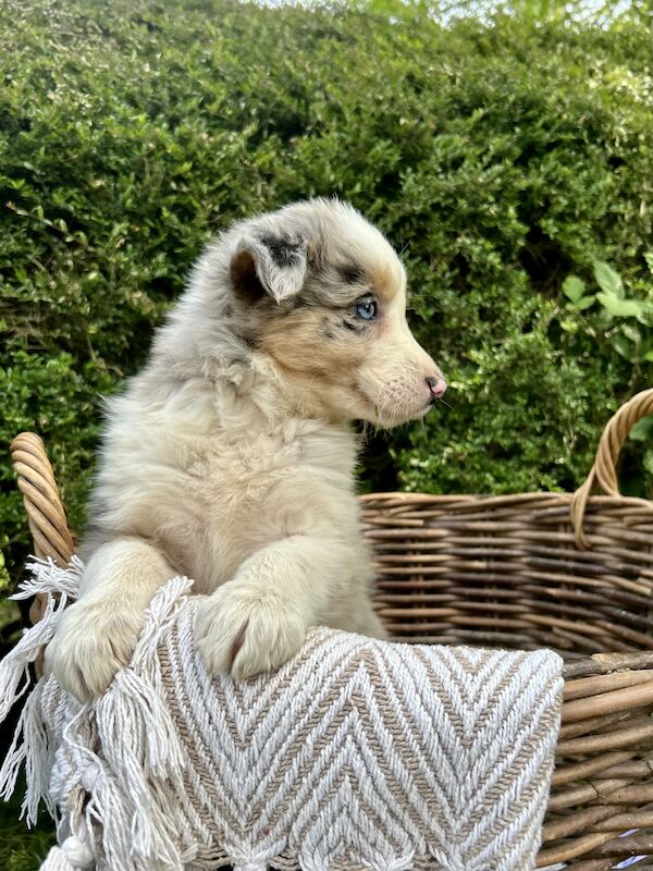 Border Collie x Blue Merle for sale in Welshpool/Y Trallwng, Powys - Image 6