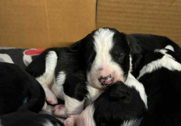 Border collie x cocker spaniel puppies for sale in Selby, North Yorkshire